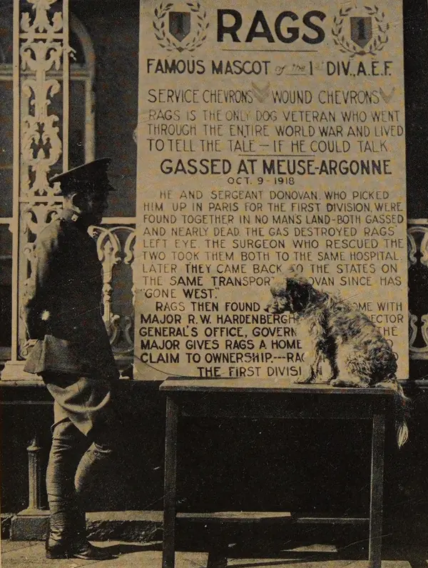 “Training for the Dog Show”: Rags on a table under the 1920s sign that tells his story