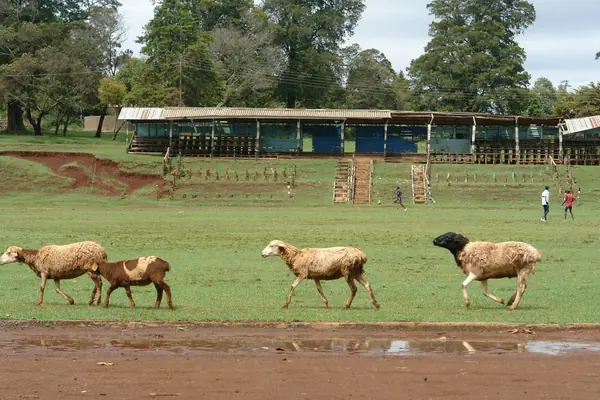 A grass and dirt running track in Iten, Kenya, with sheep crossing, October 29, 2009 (not a track Sawe is known to have used)