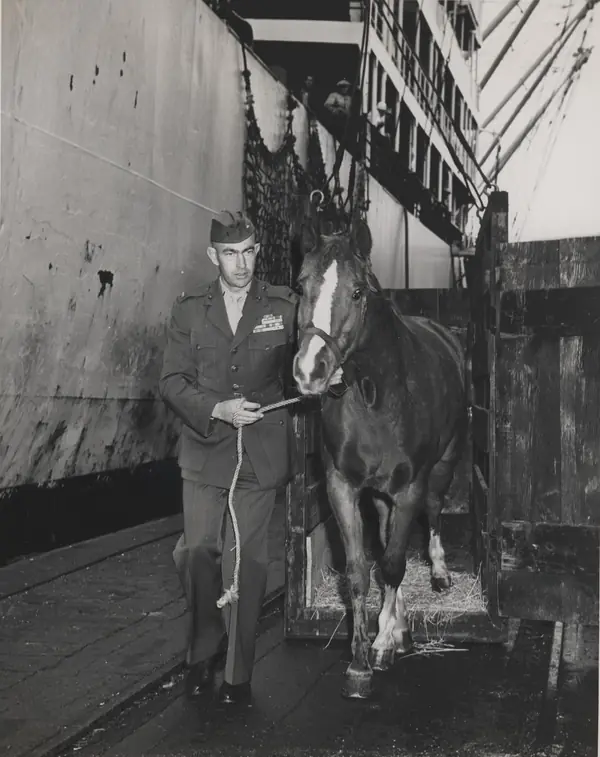 Reckless Sets Hoof on American Soil, 10 November 1954 (12836183753)