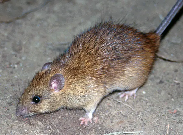 CSIRO ScienceImage 10564 The black rat Rattus rattus