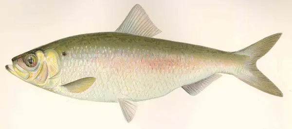 An alewife, or river herring, from a New York State Forest, Fish and Game Commission report, 1898