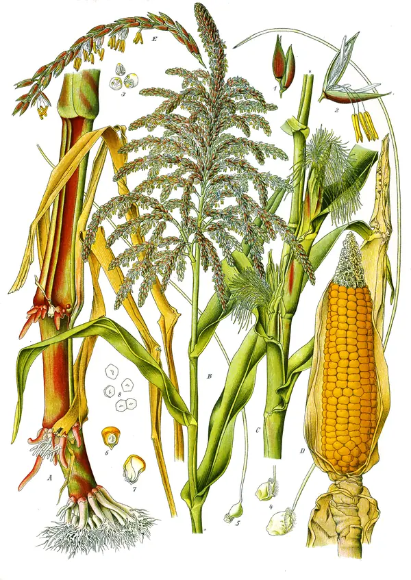Maize, plate 78 of Köhler’s Medizinal-Pflanzen, vol. 3, 1887