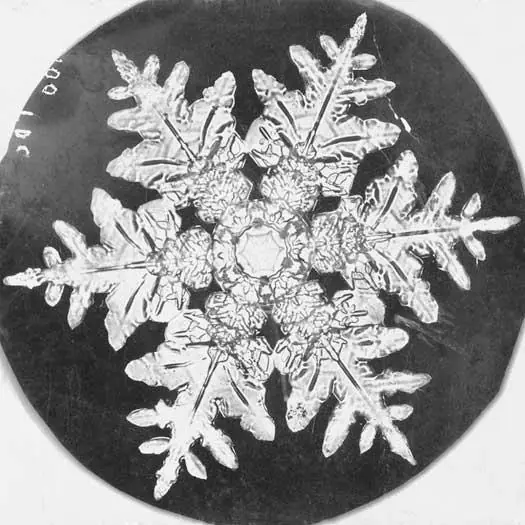 A snow crystal photographed by Bentley, a print dated 1890 (the number scratched into the negative is his own)
