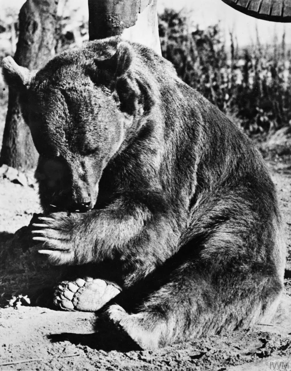 Wojtek at Winfield Aerodrome on Sunwick Farm, near Hutton in Berwickshire after the war