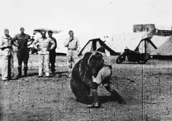 Polish 22 Transport Artillery Company watch as one of their comrades play wrestles with Wojtek their mascot bear during their service in the Middle East.